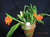 Soph. coccinea has bloomed ---christmas-orcs-12-056-jpg