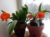 Soph. coccinea has bloomed ---christmas-orcs-12-039-jpg