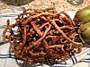 Are the roots healthy?-photo-6-jpg