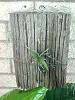 Show me how you grow your Sarcochilus!-img_20121031_085609-jpg
