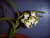 Epidendrum clowesii-dscn7769-jpg