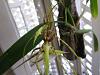 Brassia 'Spider' First Blooming-img_0003-copy-jpg