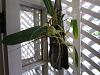 Brassia 'Spider' First Blooming-img_0005-copy-jpg