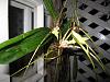 Brassia 'Spider' First Blooming-img_0006-copy-jpg