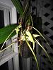 Brassia 'Spider' First Blooming-img_0007-copy-jpg