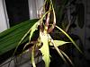 Brassia 'Spider' First Blooming-img_0008-copy-jpg