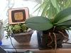 Phal amabilis spiking!-uploadfromtaptalk1358384273627-jpg