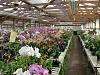 Pics from Hilltop Orchids-hilltop-001-jpg