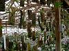 Pics from Hilltop Orchids-hilltop-011-jpg