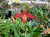 Pics from Hilltop Orchids-hilltop-002-jpg