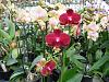 Pics from Hilltop Orchids-hilltop-003-jpg