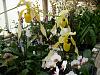 Pics from Hilltop Orchids-hilltop-004-jpg