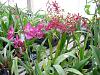 Pics from Hilltop Orchids-hilltop-007-jpg