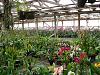 Pics from Hilltop Orchids-hilltop-014-jpg