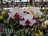 Pics from Hilltop Orchids-hilltop-026-jpg