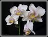 a few more Blooms that opened-phal-artemis-jpg