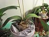 Is there anything I can do for this phal-img_4629-jpg