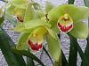 My orchid pond.-uploadfromtaptalk1359418979520-jpg