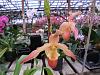 More pics from Hilltop Orchids in vendors section-hilltop-3-004-jpg