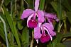 Cattleya lawrenceana-cattleya-lawrenceana-jpg