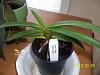 Neostylis Pinkie 'Starry Night' seedling IN SPIKE-lol-022-jpg