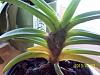 Neostylis Pinkie 'Starry Night' seedling IN SPIKE-lol-023-jpg