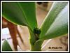 cattleya growing but not blooming-blc-wandas-fire-jpg