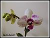 Some  Phal's in Bloom-dtps-han-bens-girl-jpg