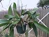 cattleya growing but not blooming-orchids-jan-2013-026-jpg