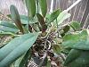 cattleya growing but not blooming-orchids-jan-2013-027-jpg