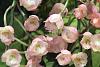 Clowesetum Rebecca Northern 'Grapefruit Pink'-orchids-002a-jpg