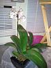 NoID Phal Roots - Need repotting?-uploadfromtaptalk1360902311723-jpg