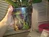 NoID Phal Roots - Need repotting?-uploadfromtaptalk1360902406652-jpg