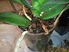 NoID Phal Roots - Need repotting?-uploadfromtaptalk1360902428984-jpg