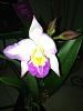 Unlabeled blooming Orchid-004-jpg