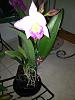 Unlabeled blooming Orchid-005-jpg