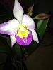 Unlabeled blooming Orchid-010-jpg