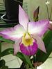 Unlabeled blooming Orchid-028-jpg