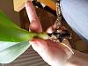 SOS! can this phal be saved?-20130218_112505-jpg