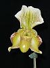 Paph. pickups from the BOS show last weekend.-dscn3887_1618-jpg