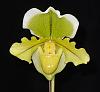 Paph. pickups from the BOS show last weekend.-dscn3888_1619-jpg