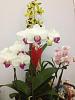 Need help identifying a orchid!-photo-19-jpg