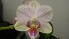 Need help identifying a orchid!-taida-kings-caroline-jpg