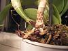 Picture of new growth on cattleya-002-jpg