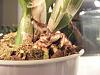 Picture of new growth on cattleya-003-jpg