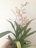 Onc. Tsuku Margaruite #1 in bloom-012-jpg