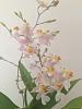 Onc. Tsuku Margaruite #1 in bloom-013-jpg