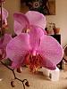 Some advice on buying orchids please?-img_20130228_132919-jpg