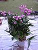 Dendrobium kingianum family photo-imageuploadedbytapatalk1362259586-077863-jpg
