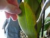 Phal with &quot;translucent&quot; leaves-orch_-092-jpg